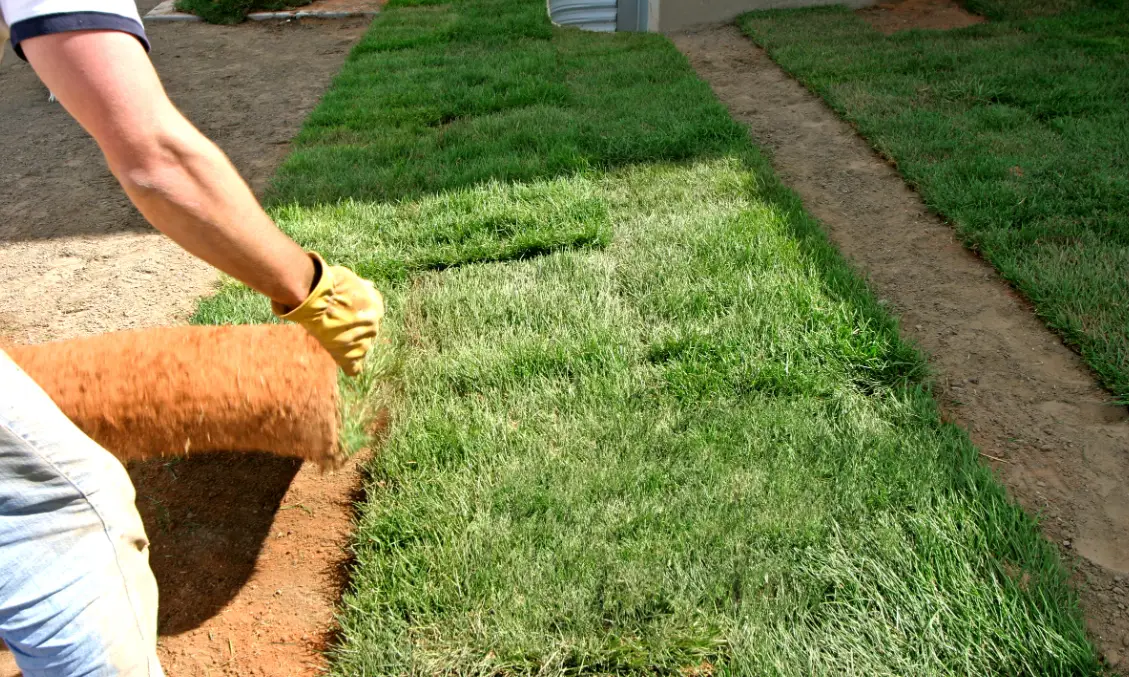 A person wearing a glove is laying down rolled sod on a patch of dirt to create a grassy lawn. The person is unrolling the sod, which reveals fresh green grass underneath. Other patches of laid sod are visible around them.