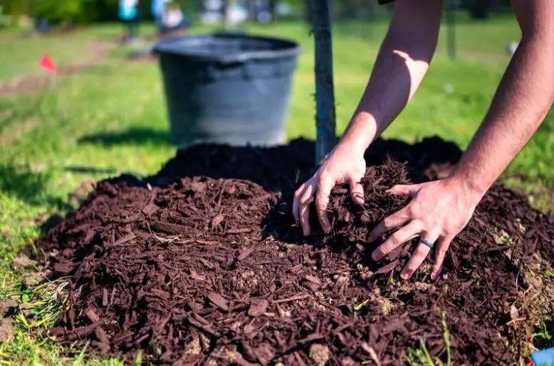 Hands spreading mulch around a small tree planted in a grassy area on a sunny day. A black bucket is visible in the background.