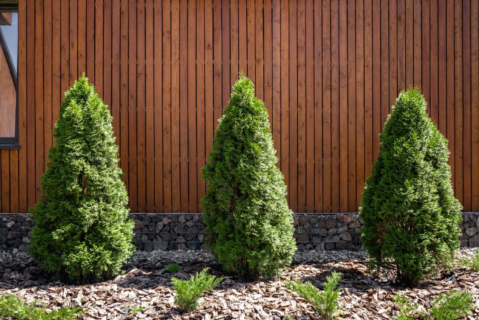 Three evergreen trees, each shaped like a cone, are planted in a row in front of a wooden wall with horizontal planks. The ground is covered with mulch and a few small green plants. The background features a linear design with reddish-brown wooden siding.
